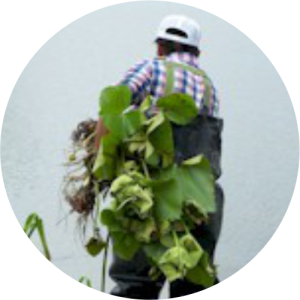 Imagery of Wetland Planting